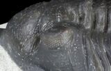Very Nice Morocconites Trilobite - #36486-6